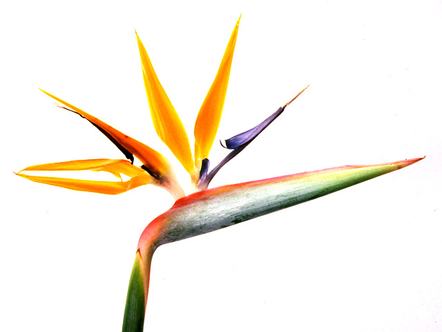 問診票ダウンロード